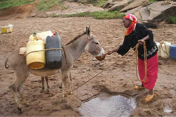 Caring for a donkey